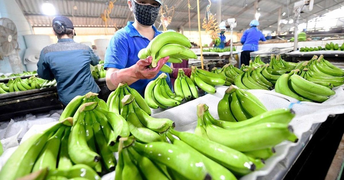 Chuối xanh Cavendish xuất khẩu tại Đồng Nai
