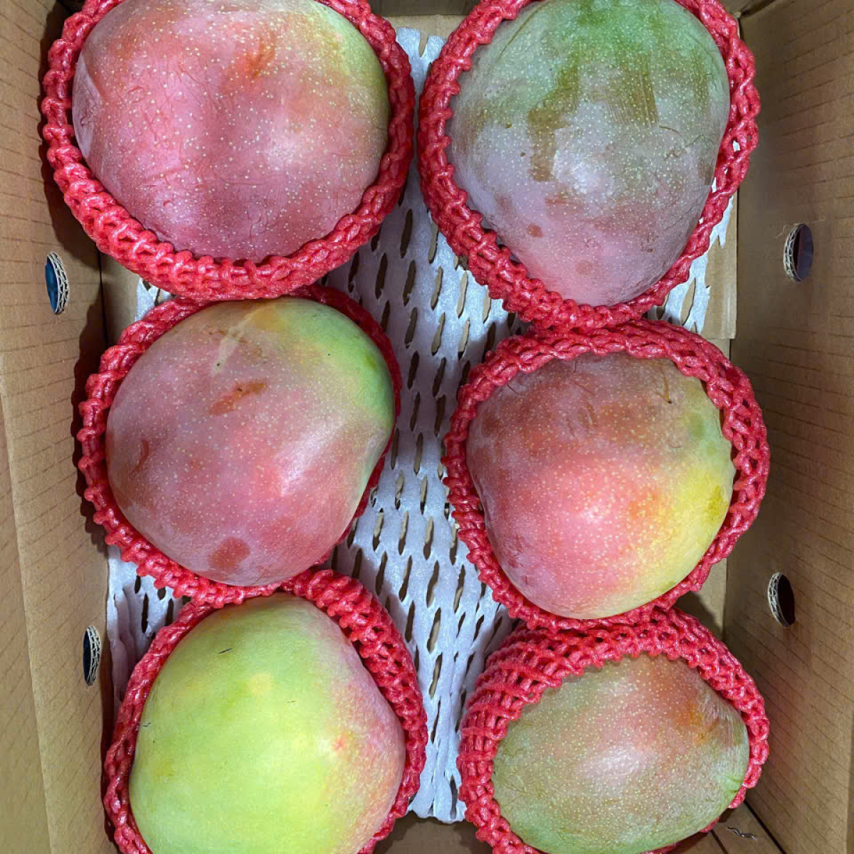 Xoài Úc Pok Export