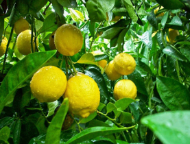 Lợi ích của chanh vàng