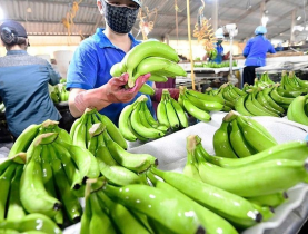 Đơn vị cung cấp chuối xanh Cavendish xuất khẩu tại Đồng Nai | POK Export uy tín