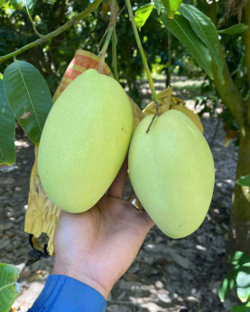 CÔNG TY TNHH THƯƠNG MẠI XNK POK