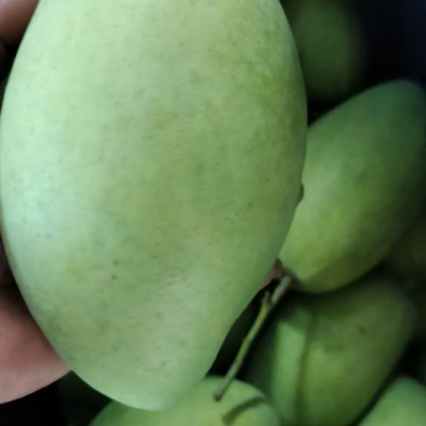 Xoài Cát Hòa Lộc - POK EXPORT