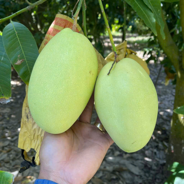 Xoài Cát Hòa Lộc Tại Farm