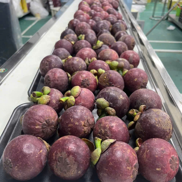 Măng Cụt POK EXPORT